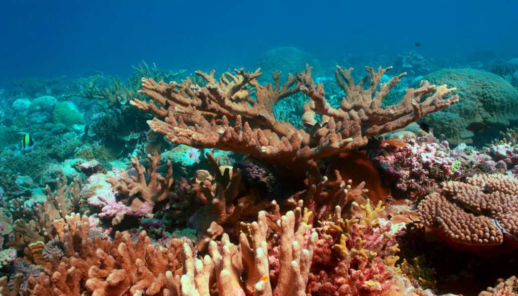 A Forensic Approach to Saving Coral Reefs - UnderCurrent Productions ...